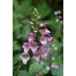 Collection De 3 Digiplexis Illumination - Digitalis Hybrides -Plantes De Jardin Boutique collection de 3 digiplexis illumination digitalis hybrides PC guilliou 1 1