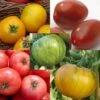 Collection De 5 Tomates Colorées En Plants -Plantes De Jardin Boutique collection de 5 tomates colorees 89685 1