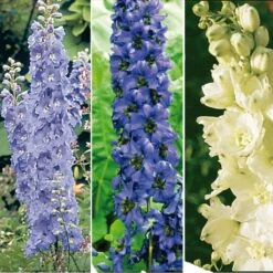 Collection De 6 Delphiniums Pacific