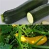 Collection Duo De 2 Courgettes En Plants GREFFES -Plantes De Jardin Boutique collection duo de 2 courgettes en plants greffes 4475 1