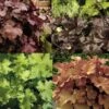 Collection 4 Heucheras -Plantes De Jardin Boutique collection heucheres 7312 1