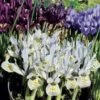 Collection 90 Iris Miniatures -Plantes De Jardin Boutique collection iris miniature 83490 1
