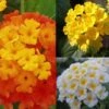 Collection De 5 Lantanas Camara Rouge, Jaune Et Blanc 2 Collection De 5 Lantanas Camara Rouge, Jaune Et Blanc -Plantes De Jardin Boutique collection lantana 491558 1