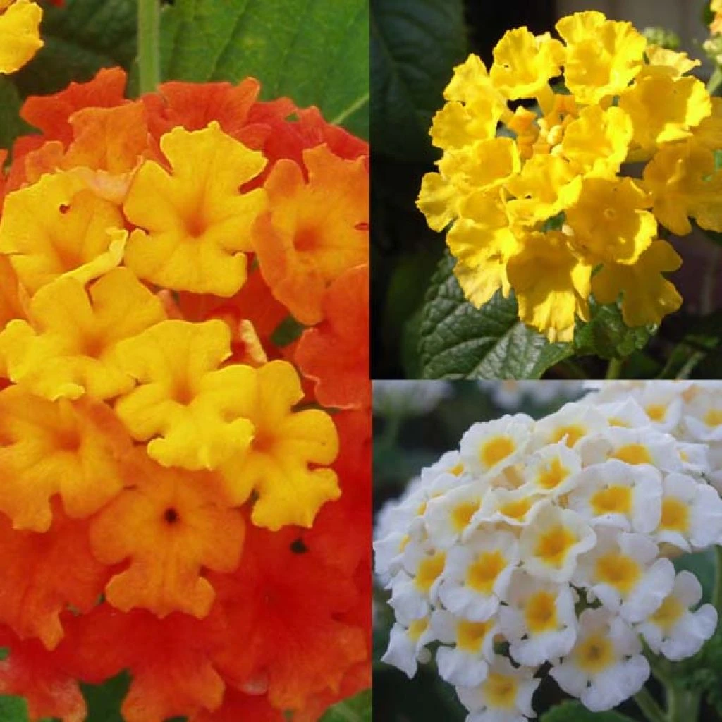 Collection De 5 Lantanas Camara Rouge, Jaune Et Blanc 3 Collection De 5 Lantanas Camara Rouge, Jaune Et Blanc