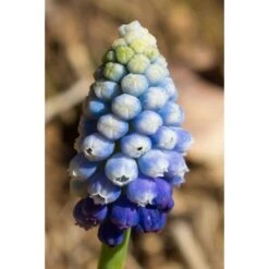 Collection Muscari Magic -Plantes De Jardin Boutique collection muscari magic PC georget 1 1