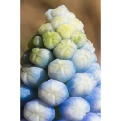 Collection Muscari Magic -Plantes De Jardin Boutique collection muscari magic PC georget 2 1