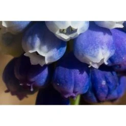 Collection Muscari Magic -Plantes De Jardin Boutique collection muscari magic PC georget 3 1