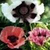 Collection 3 Pavots D'Orient Victoria Louise, Perry's White, Patty's Plum -Plantes De Jardin Boutique collection pavots orient 9716 1