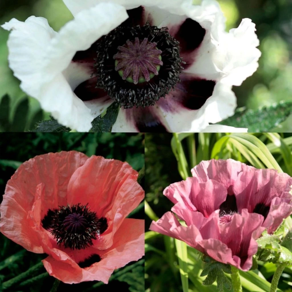 Collection 3 Pavots D'Orient Victoria Louise, Perry's White, Patty's Plum 3 Collection 3 Pavots D'Orient Victoria Louise, Perry's White, Patty's Plum