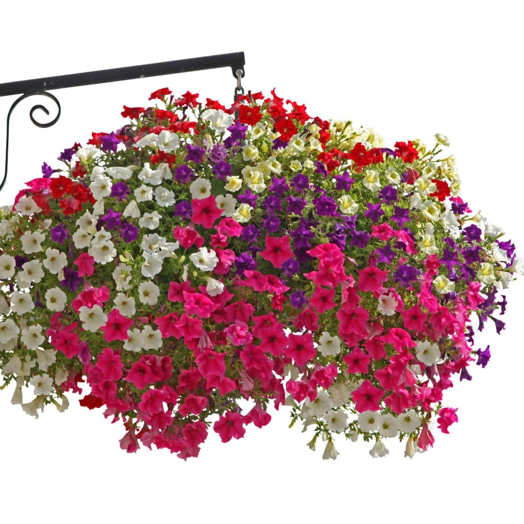 Collection 5 Pétunias Surfinia Simples 3 Collection 5 Pétunias Surfinia Simples