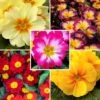 Collection Primevères Hybrides à Petit Prix 2 Collection Primevères Hybrides à Petit Prix -Plantes De Jardin Boutique collection primeveres hybrides a petits prix 19422 1