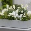 Collection Printemps Blanc Ivoire -Plantes De Jardin Boutique collection printemps blanc ivoire 82585 2