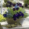 Collection Printemps Bleu Nuit -Plantes De Jardin Boutique collection printemps bleu nuit 82586 2