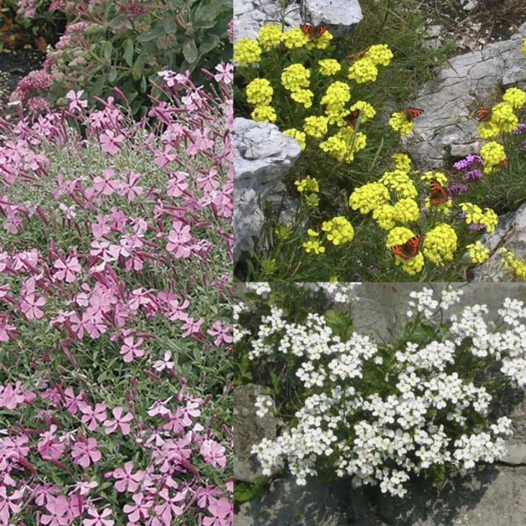 Collection Rocaille Pour 1 M2 3 Collection Rocaille Pour 1 M2