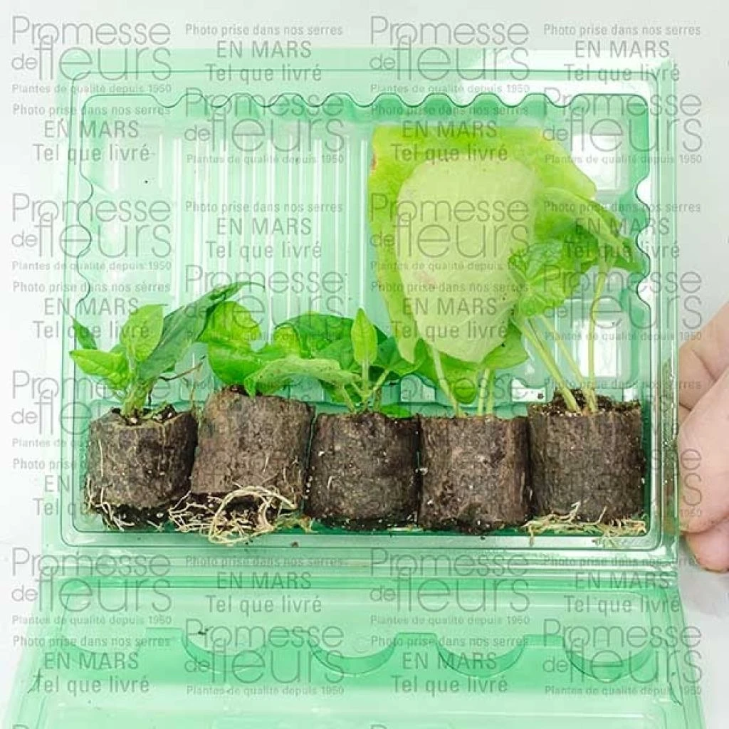 Collection Thunbergia Alata - Suzannes Aux Yeux Noirs 4 Collection Thunbergia Alata - Suzannes Aux Yeux Noirs – Image 2