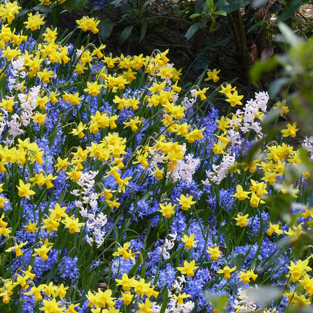 Inspiration Petits Bulbes De Printemps à Floraison Contrastée 4 Inspiration Petits Bulbes De Printemps à Floraison Contrastée – Image 2