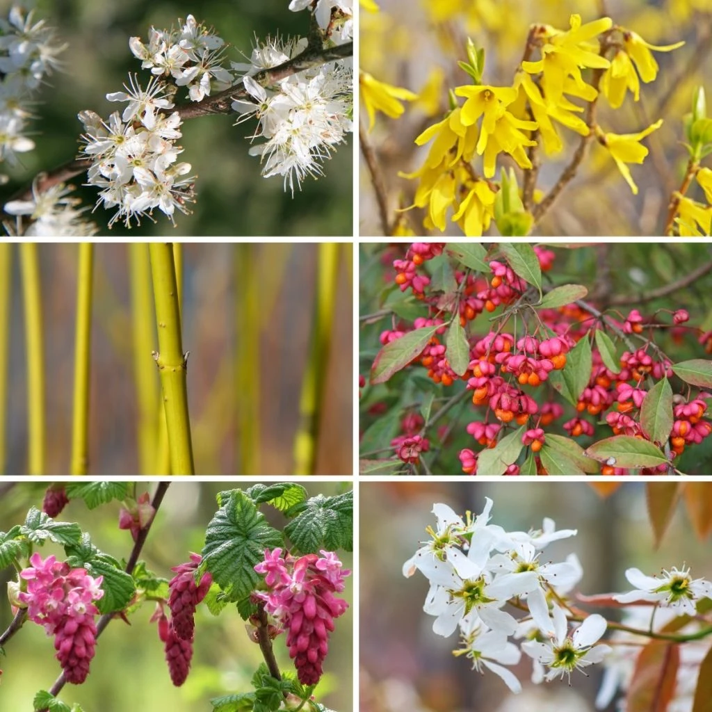 Kit Haie Des 4 Saisons Eco 3 Kit Haie Des 4 Saisons Eco