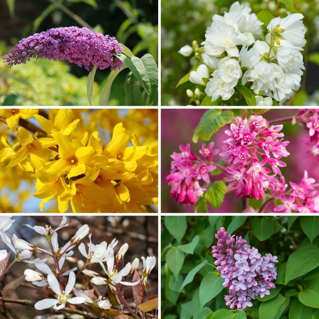 Kit Haie Fleurie Eco 3 Kit Haie Fleurie Eco