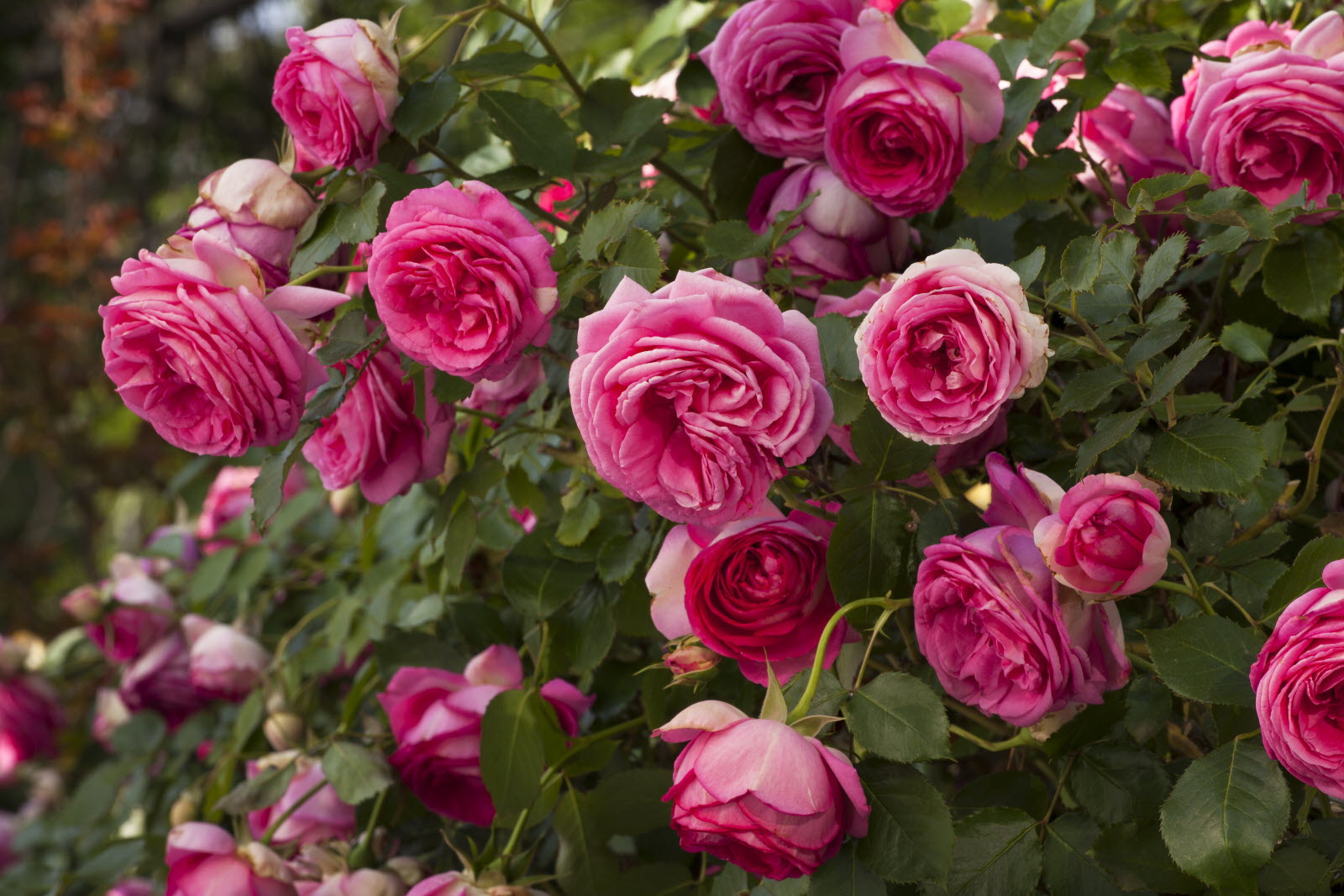 Devant -Plantes De Jardin Boutique les apports d eau reguliers augmentent la resistance des rosiers photo meilland 1624438689
