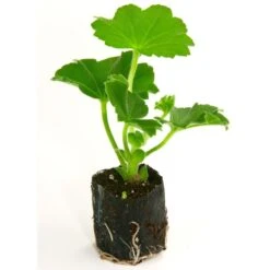 Kit Plateau Et Mottes Fertiss 2 X 4 Cm De Fertil : Plateau De 150 Mottes -Plantes De Jardin Boutique plateau de 150 mottes Fertiss 2x4cm pour bouturage et semis 912440 3