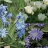 Potée Bleue -Plantes De Jardin Boutique potee bleue 511012 1