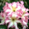 Rhododendron Melrose Flash - Grand Rhododendron En Pot De 4L./5L.