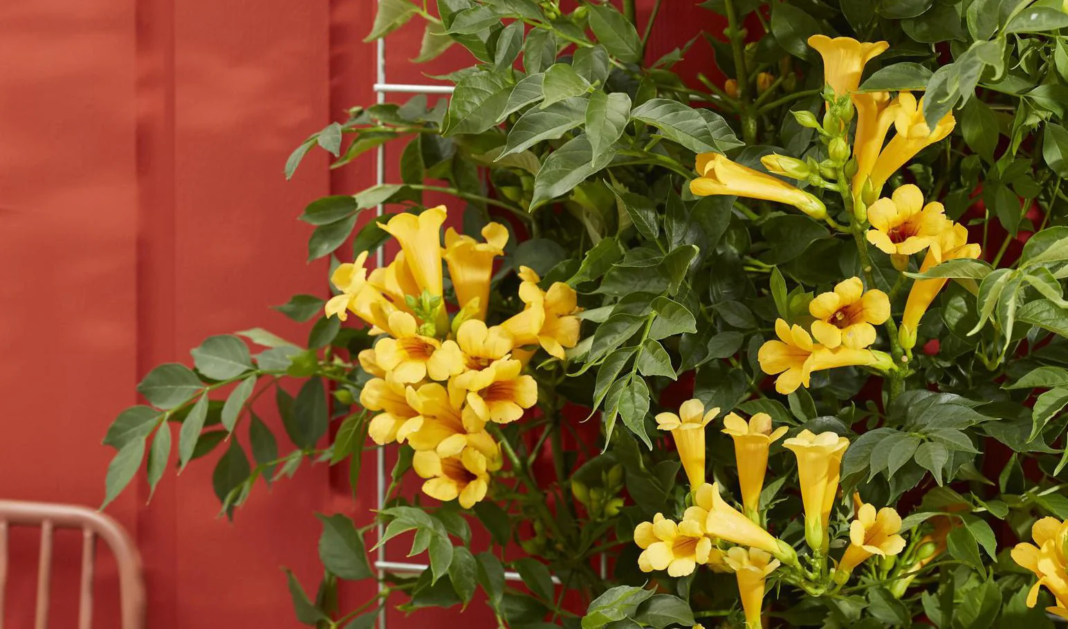 Devant -Plantes De Jardin Boutique top 10 des plantes grimpantes pour un exterieur fascinant 860382